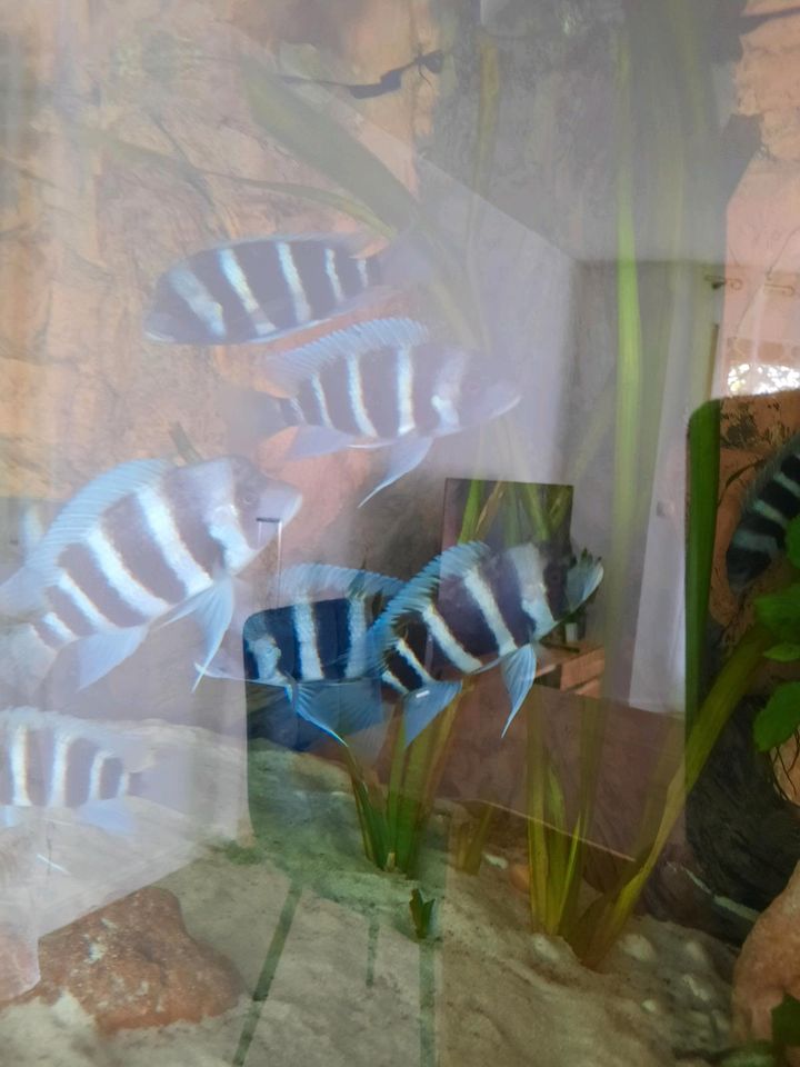 Frontosa Cyphotilapia Gibberosa Mpimbwe Blue in Stuttgart