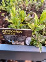 Zitronen Minze Ableger Rheinland-Pfalz - Andernach Vorschau