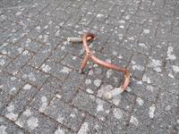 Rennlenker Lenker Rennrad Halbrenner alt Oldtimer vorkrieg Brandenburg - Cottbus Vorschau