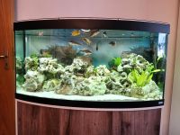 Fluval Vicenza 260 liter aquarium, Komplett Leipzig - Lindenthal Vorschau