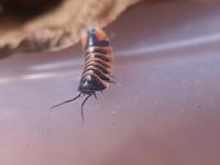 Ardentiella ember bee (ehem. Merulanella) Asseln Nordrhein-Westfalen - Langenfeld Vorschau