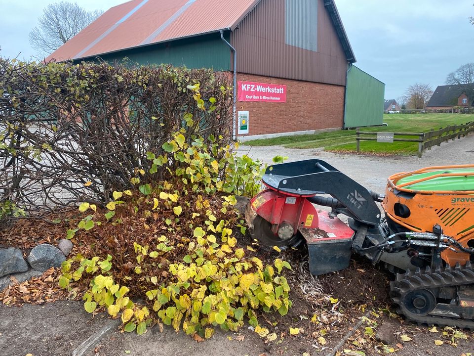 Stubbenfräsen Wurzelstockfräsen Baumstumpf fräsen in Nienwohld