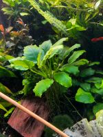 Anubias , Wasserpflanzen, Aquarium Niedersachsen - Uetze Vorschau