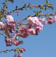 Blut Nelkenkirsche 60-80cm - Prunus serrulata Niedersachsen - Bad Zwischenahn Vorschau