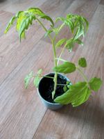 Tomatenpflanzen BIO Sachsen - Radebeul Vorschau