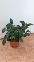 Ginseng Ficus Bonsai Niedersachsen - Braunschweig Vorschau