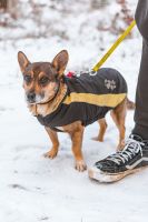 Kleine verträgliche Hündin Draga sucht endlich ihr Zuhause Sachsen-Anhalt - Hohe Börde Vorschau