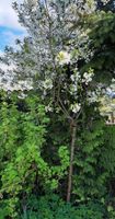 2 Kirschbäume Sauerkirsche Obstbaum 15Jahre XL Sachsen - Treuen Vorschau