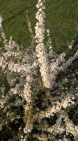Prachtspiere Strauch pflegeleicht weiße Blüte 70/90 cm Höhe Hessen - Babenhausen Vorschau