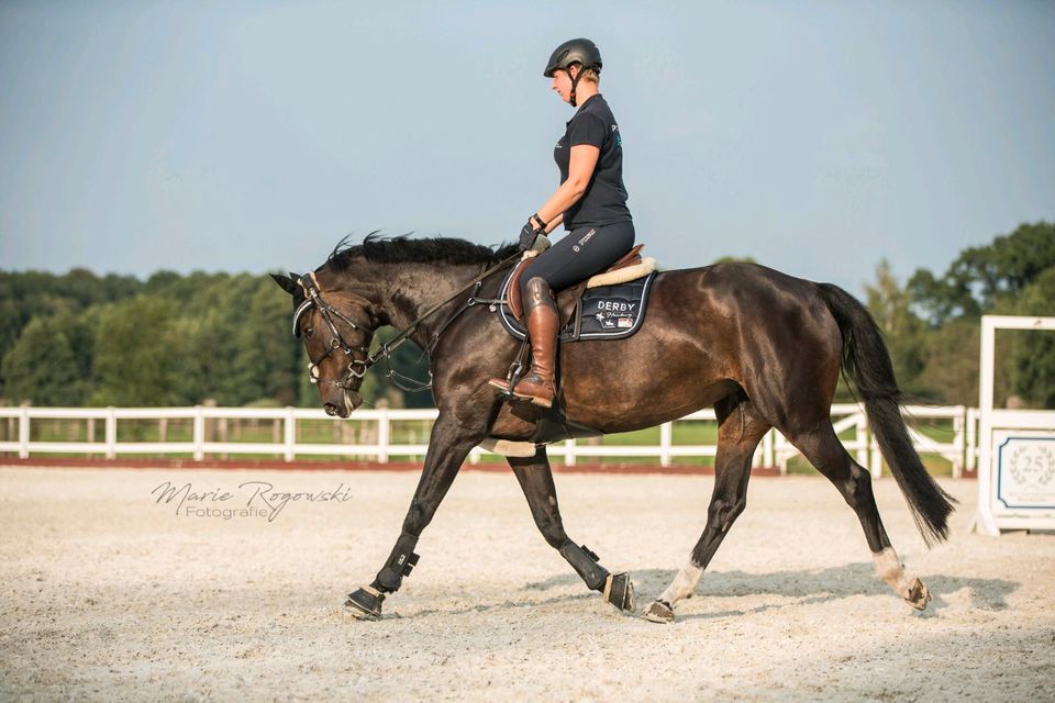 Hannoverstute Zuchtstute Beisteller (Balou du Rouet x Werther) in Wriedel