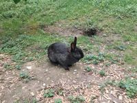 Kaninchen Hase Weibchen Baden-Württemberg - Esslingen Vorschau