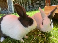 2 Kaninchen Holländer Paar Geschwister 11 Monate alt Schleswig-Holstein - Kiel Vorschau