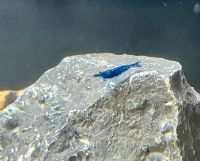 Blue Dream Garnele Neocaridina davidi Aquarium Aquascaping Nordrhein-Westfalen - Frechen Vorschau