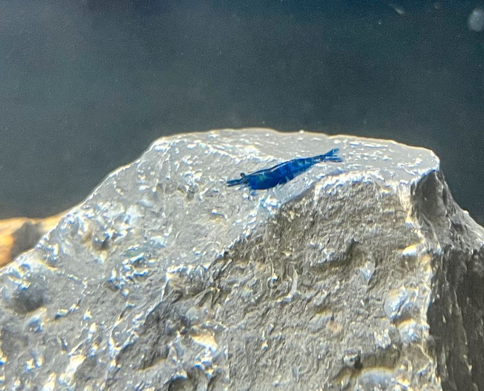 Blue Dream Garnele Neocaridina davidi Aquarium Aquascaping in Frechen