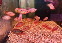 Roter Buntbarsch - Hemichromis lifalili - DNZ ca 4-5cm ab 6€ Sachsen - Kitzscher Vorschau