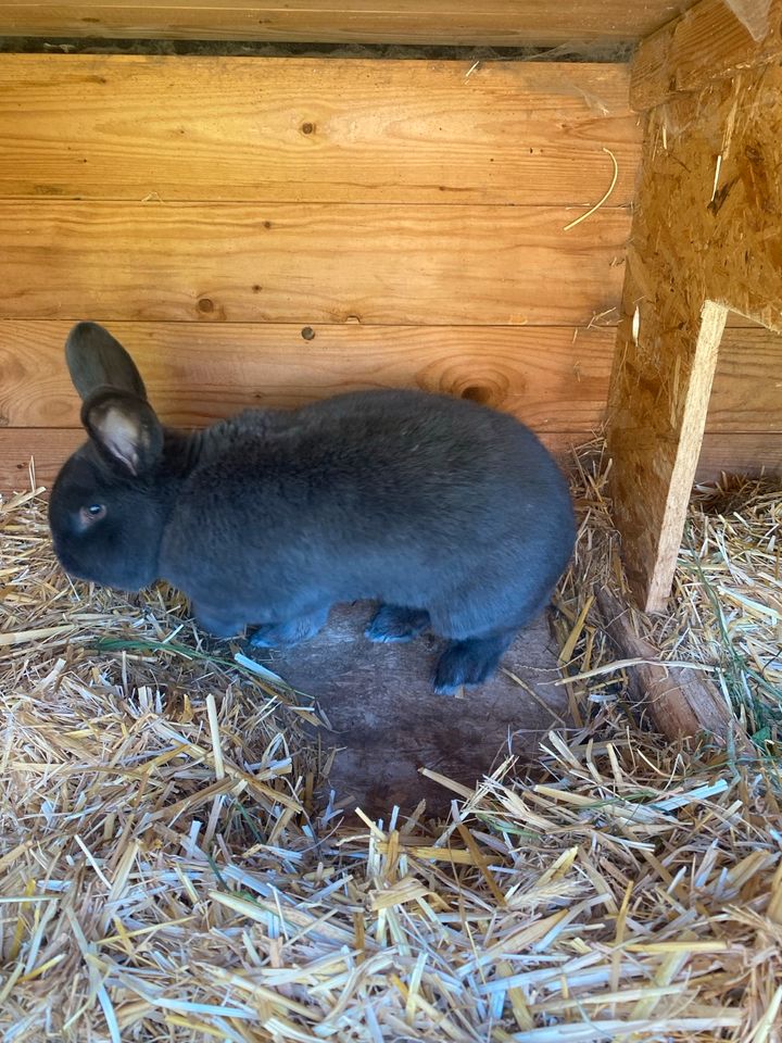 Kaninchen Blaue Wiener in Lengenfeld unterm Stein