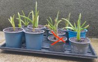 Aloe Vera Pflanzen gegen kleine Spende abzugeben Rheinland-Pfalz - Koblenz Vorschau