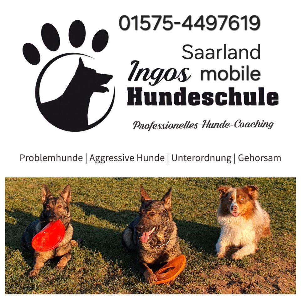 Hundetraining mobile Hundeschule in Schwalbach