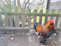 Brahmer Hähne ab zu geben 2stk riesig! Schleswig-Holstein - Kükels Vorschau