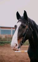 Pferd, Wallach, Oldenburger, 15 Jahre, 1,80 cm Bayern - Kolitzheim Vorschau