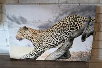 Leinwandbild Leopard Baden-Württemberg - Sternenfels Vorschau