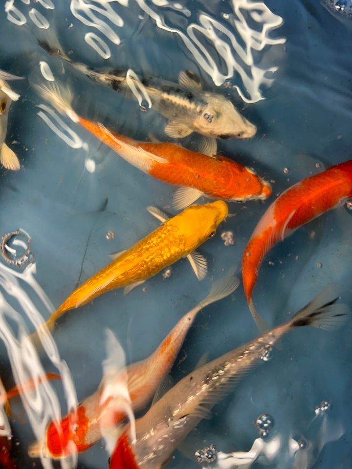 Koi Showa Sanke Kohaku Kujaku Utsuri Ogon  Karpfen in Rangendingen