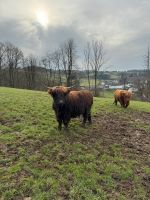Hochlandrind Absetzer / Highland Cattle / weibl. & männl. Nordrhein-Westfalen - Overath Vorschau