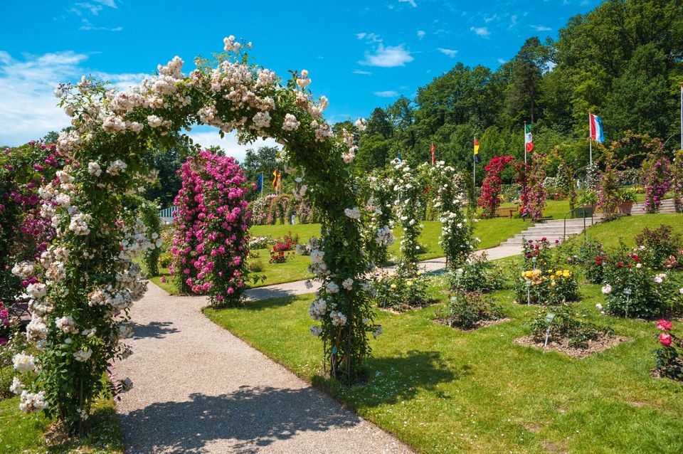 Rosenbogen BARCELONA  Pergola Gartenbogen Torbogen Rosensäule in Görlitz