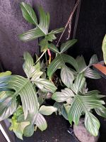 Philodendron Florida Ghost XL Greven - Reckenfeld Vorschau