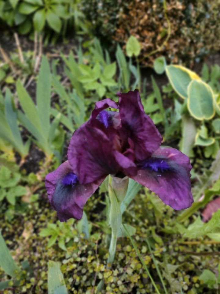 Garten Iris Pflanzen D.Lila/ D.Weinrot 25cm Hoch in Elmshorn