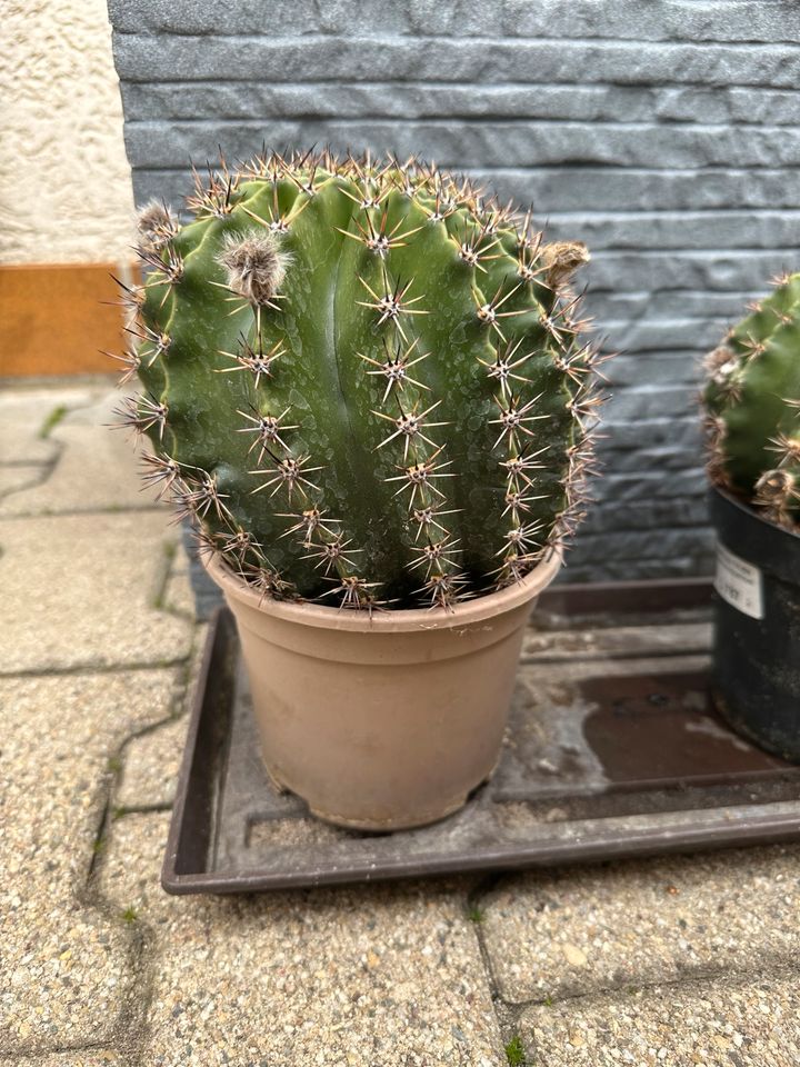 Kaktus „Königin der Nacht“ - verschiedene Kakteen in Hockenheim