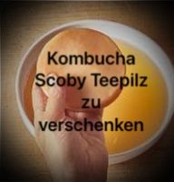 Scoby Kombucha Pilz zu verschenken Baden-Württemberg - Heilbronn Vorschau