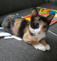 Katze vermisst... Niedersachsen - Ihlow Vorschau