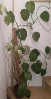 Monstera Variegata Höhe 130cm Bayern - Langenaltheim Vorschau