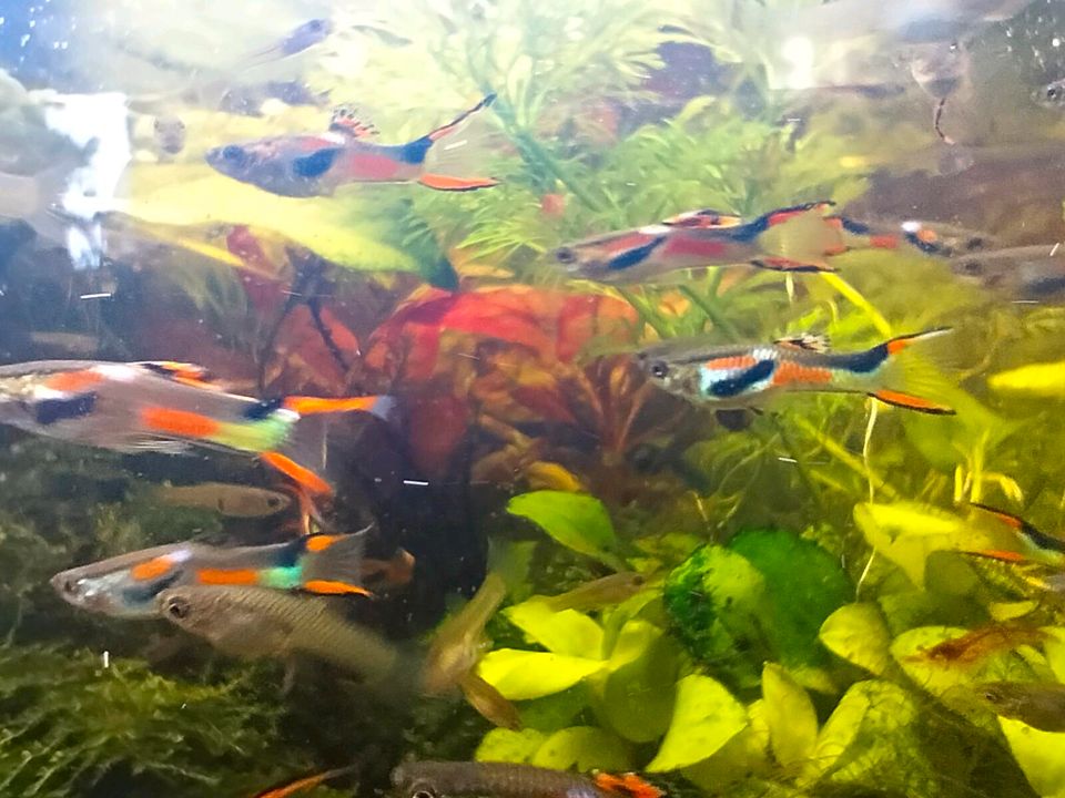 Endler Guppys in Berlin