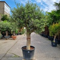 Olivenbaum "Olea Europaea" (Nr.16) 60cm Stammumfang 240cm hoch Nordrhein-Westfalen - Oberhausen Vorschau