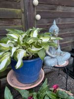 Funkie Hosta in Tontopf mit Knospen Gartenpflanzen Niedersachsen - Achim Vorschau