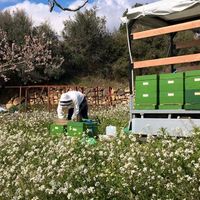 Bienen Bienenvolk Zander und Deutsches Normalmaß Nordrhein-Westfalen - Düren Vorschau