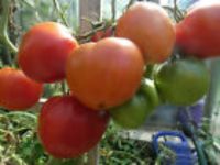 Ochsenherz 15 frische Tomatensamen Samen Sehr hoher Ertrag !!!!! Bayern - Hebertsfelden Vorschau