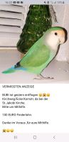 Vogel entflogen Bremen - Neustadt Vorschau