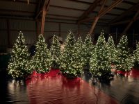 Weihnachts Tannenbäume künstlich  zum Mieten / Leihen Kreis Pinneberg - Holm Vorschau