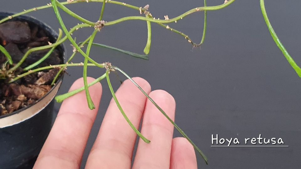 Cryptanthus, Rhipsalis, Hoya, Begonia, Philodendron, Sansevieria, in Nienhagen