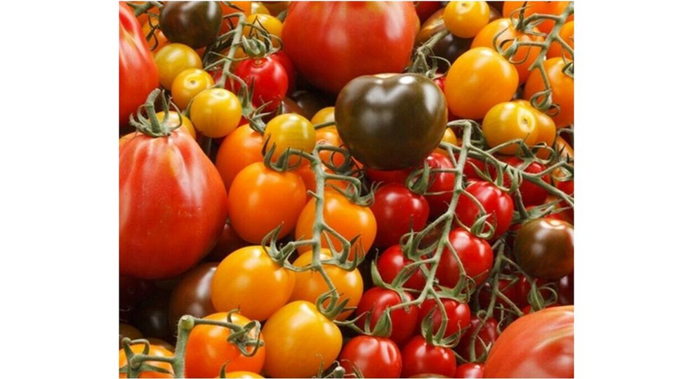 viele verschiedene Tomatensamen eig. Anbau samenfest in Schongau