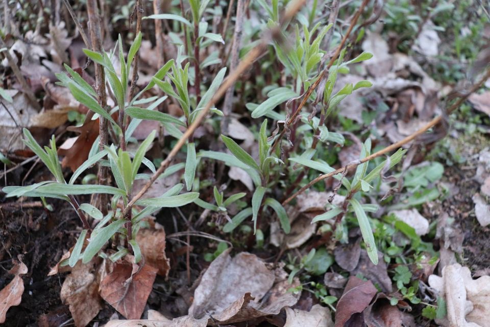 Estragon französischer scharf würzige Kräuter Staude winterhart in Beetzendorf