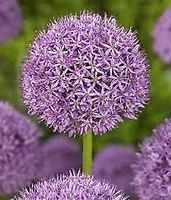 Allium, Zierlauch, Kugellauch, Zwiebeln violett - rosa - lila Niedersachsen - Zeven Vorschau