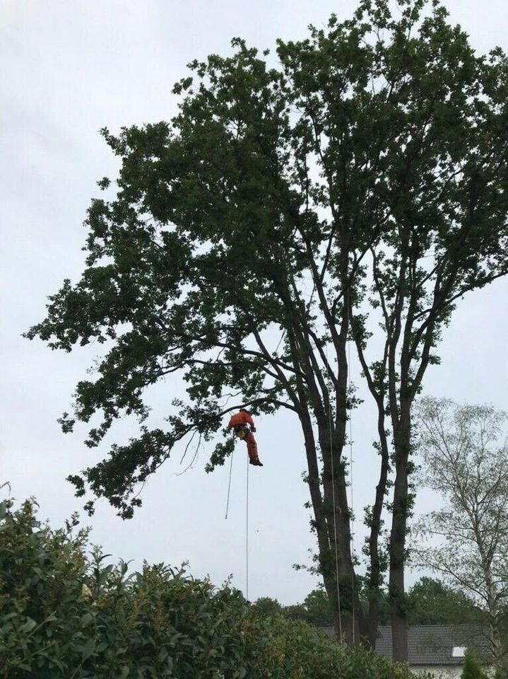 Baumfällung/Baumarbeiten/Baumpflege/Wurzelfräsen/SKT/Baumklettern in Schwerte