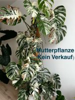 Bewurzelte Monstera Variegata Stecklinge Nordrhein-Westfalen - Herne Vorschau