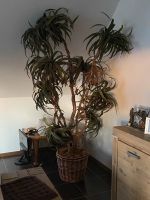 Mega schöne große kunst Palme Pflanze Nordrhein-Westfalen - Bedburg-Hau Vorschau