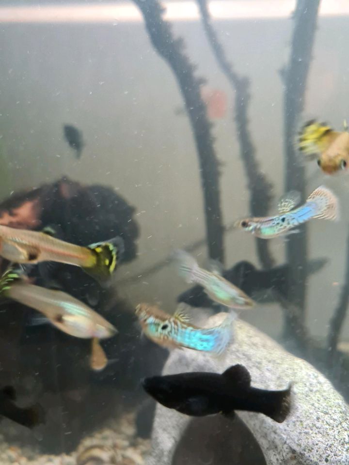 Jungfische: Black Mollys/Guppys/Platys in Rosendahl