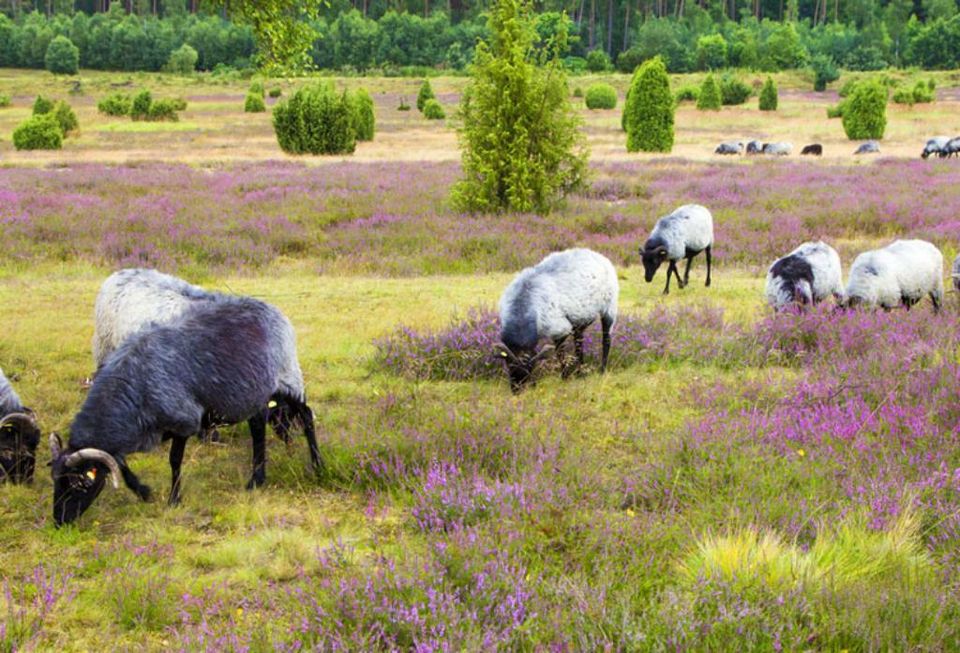 Kurzurlaub Lüneburger Heide Hotel Bispingen Unterkunft Reise Trip in Bispingen